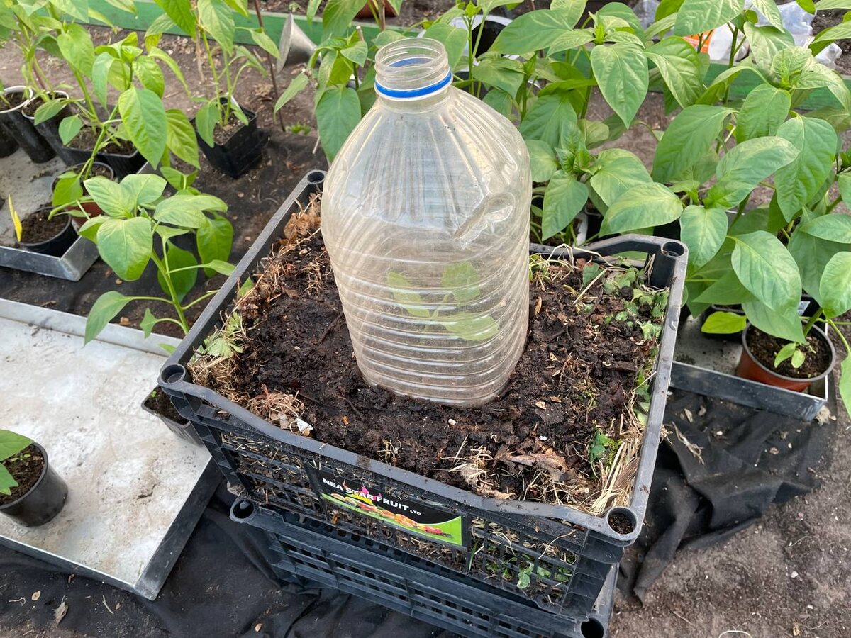 Кабачок посажен в теплый ящик. 18.04.25. Фото автора 