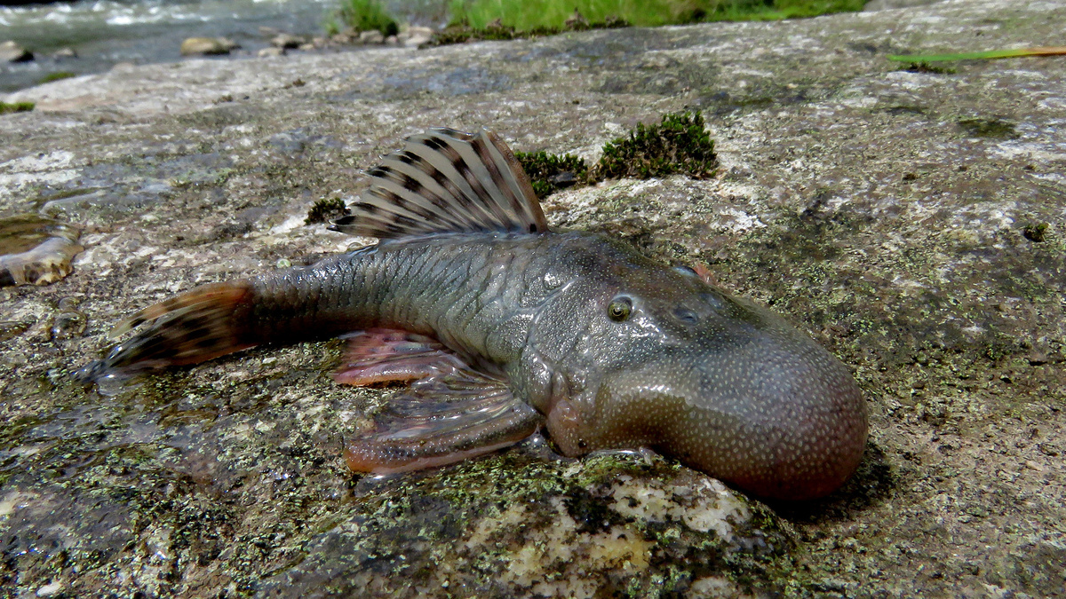 Эта рыба с «шарообразной головой» (Chaetostoma sp.) также является новым для науки видом и была шокирующим открытием из-за своей увеличенной шарообразной головы — особенности, которую учёные-ихтиологи никогда раньше не видели, хотя этот вид уже знаком коренным народам аваджун, которые работали с учёными из RAP. Функция этой необычной структуры остаётся загадкой. Это разновидность панцирного сома с щетинистым ртом.