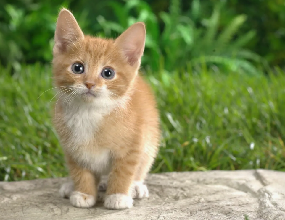 Котята рождаются с закрытыми глазами и… почти глухими
Мир для них сначала — тёплая тьма, пахнущая мамой. Зрение и слух начинают развиваться только через 7–14 дней. Но зато осязание и обоняние работают с первых часов: котёнок находит сосок по запаху и теплу — почти как летучая мышь в темноте.