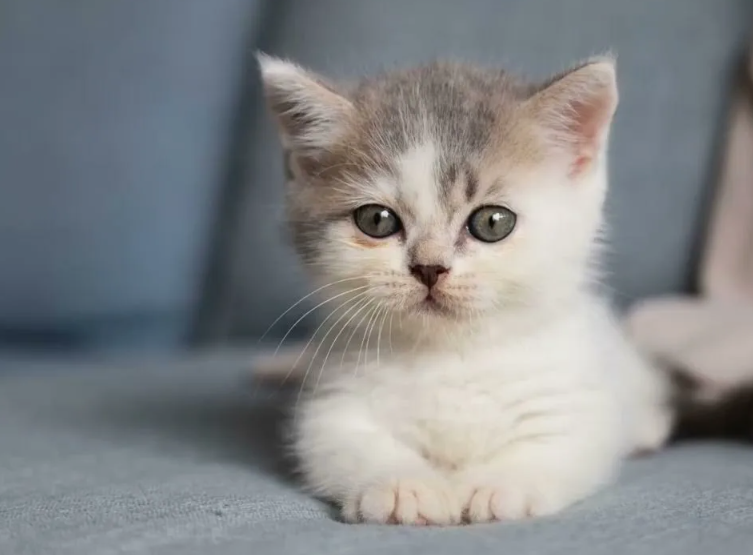 Пищание котёнка настроено… на частоту, вызывающую у человека желание заботиться
Звук, который издают малыши, тонкий и пронзительный — он лежит в диапазоне, близком к плачу человеческого младенца. Это биологическая хитрость: пробуждение инстинкта заботы даже у тех, кто не готов был брать котёнка.