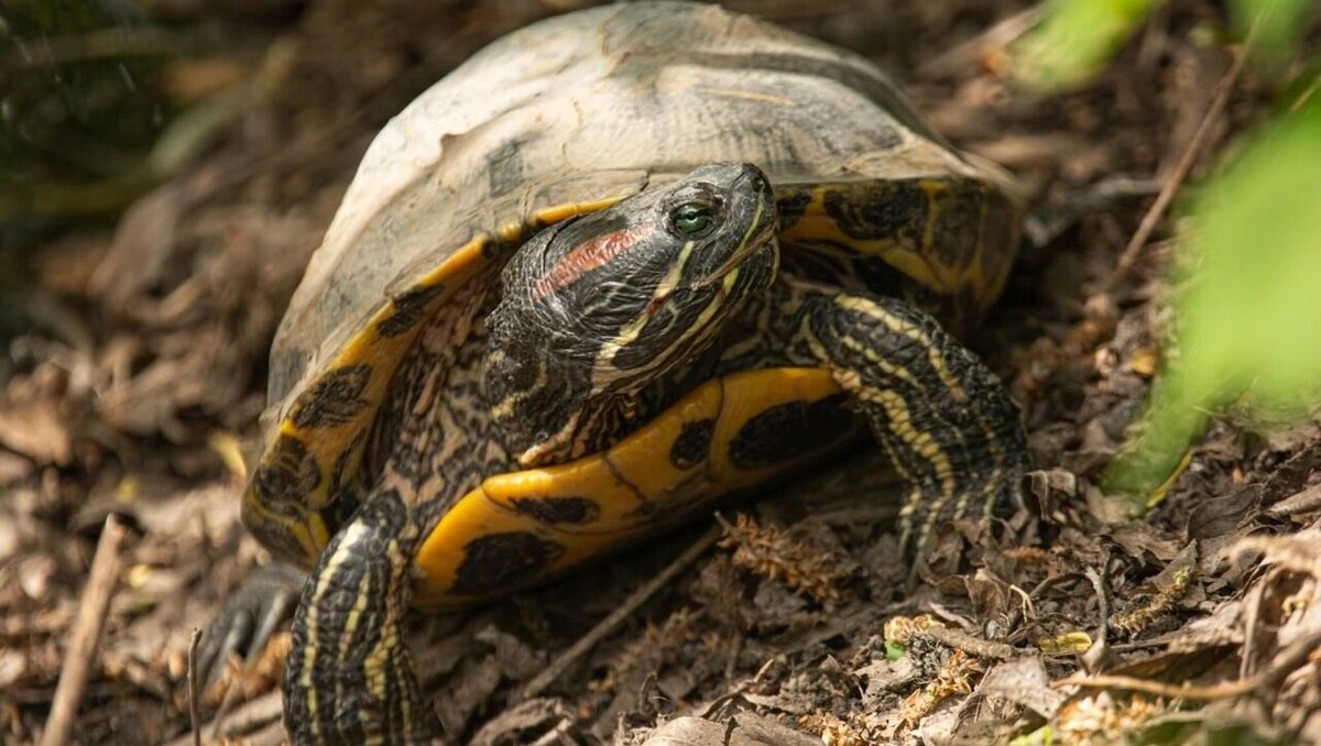     Источник: страница Виктории Зеленковой