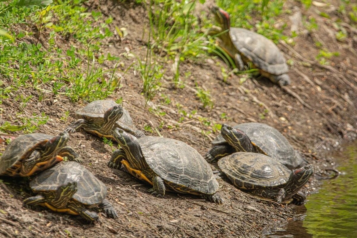     Источник: страница Виктории Зеленковой