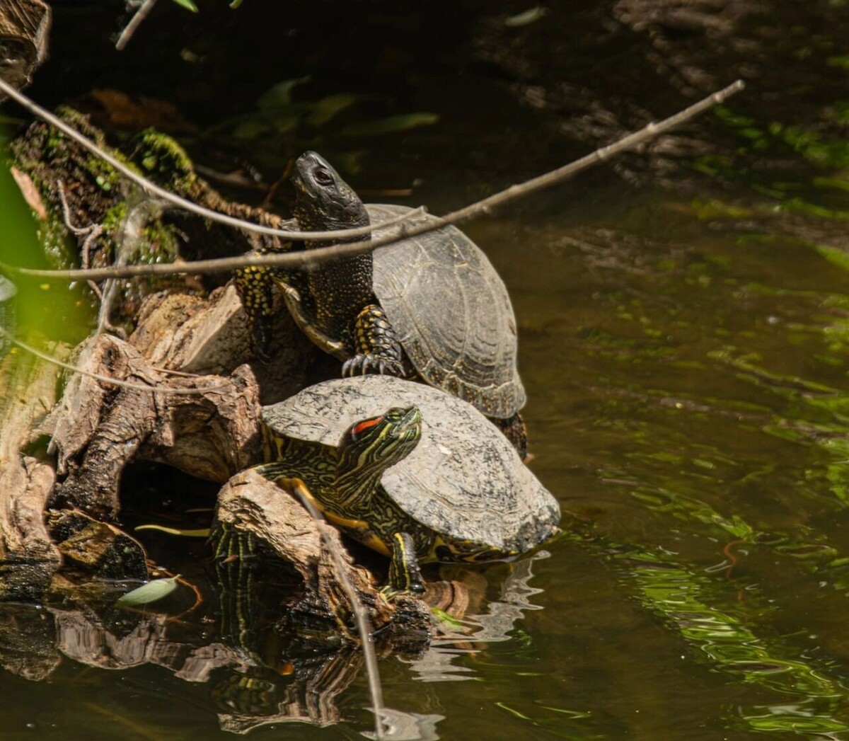     Источник: страница Виктории Зеленковой