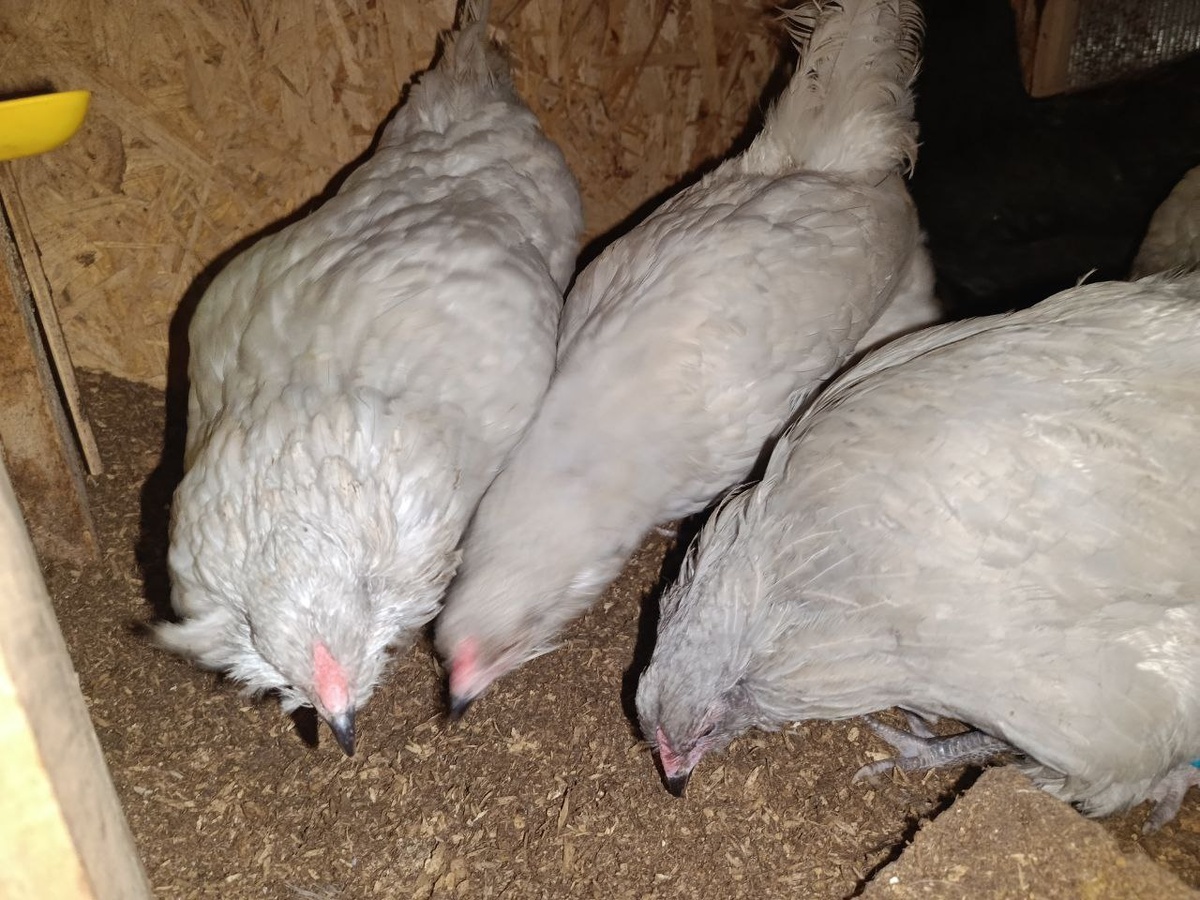 Куры породы Америукана,про них на моём канале есть отдельная статья!Фотография моя