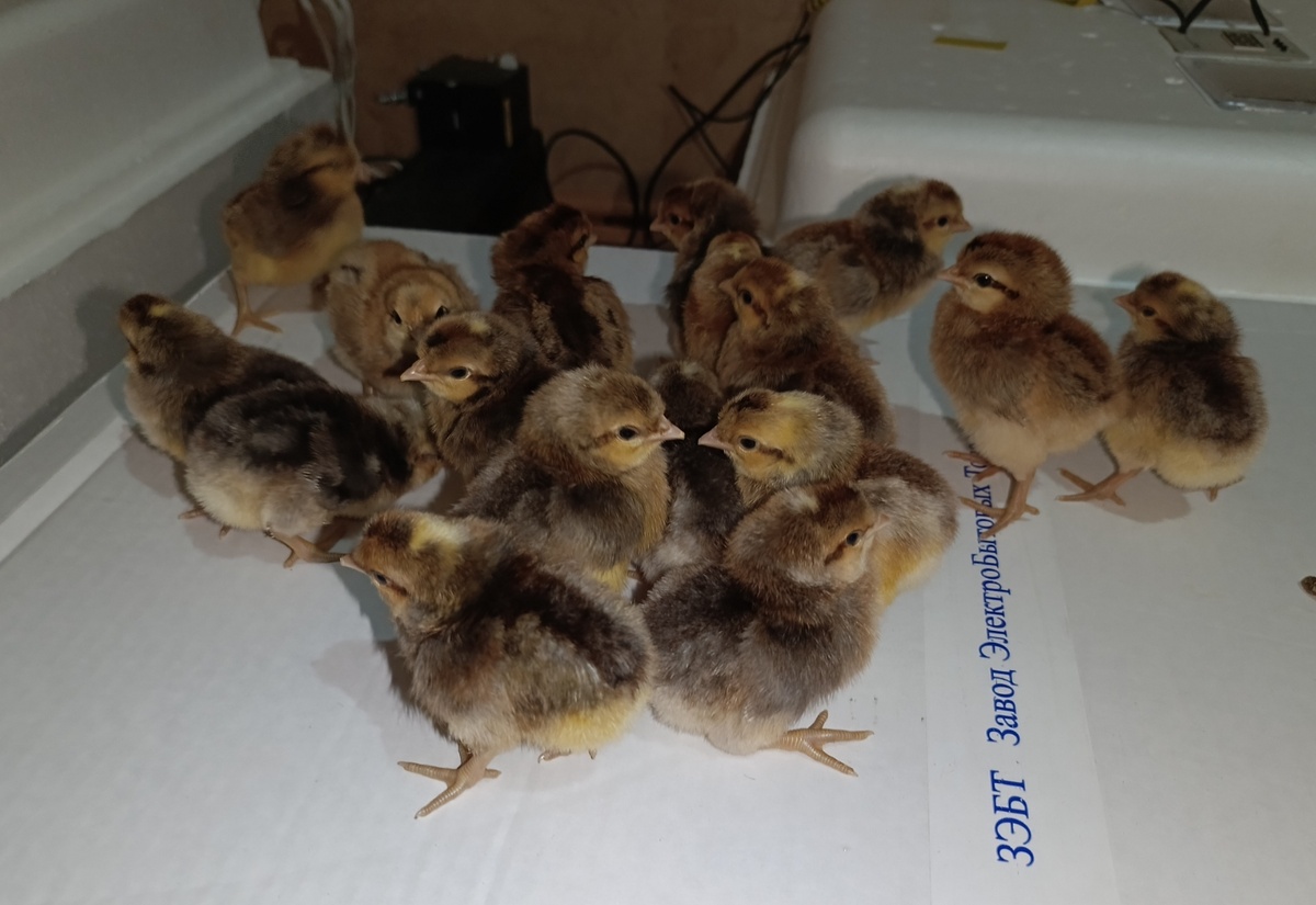 Цыплята Легбар кремовый,фото моё