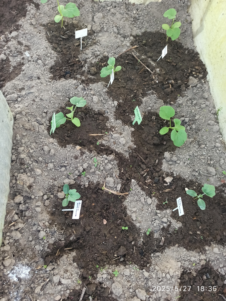 Так выглядела бахчевая рассада на второй день после высадки в теплице. 