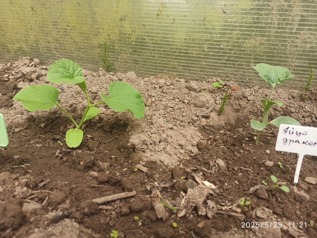 Так выглядит сегодня. 