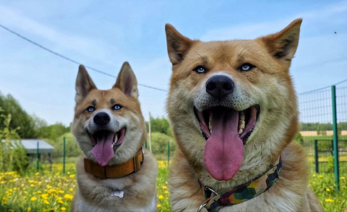 Разобрались, кто есть кто?