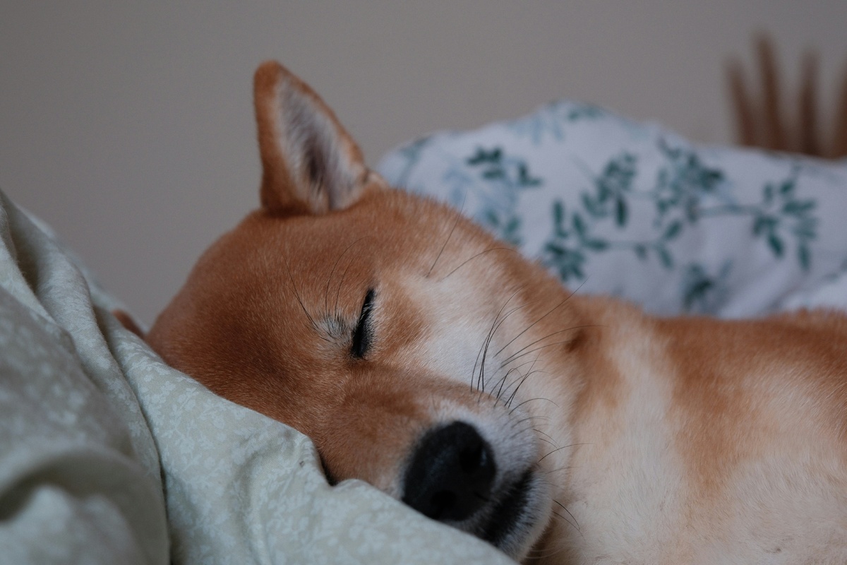     Дело не только в недосыпе! Почему клонит в сон в течение дня: неочевидные причины