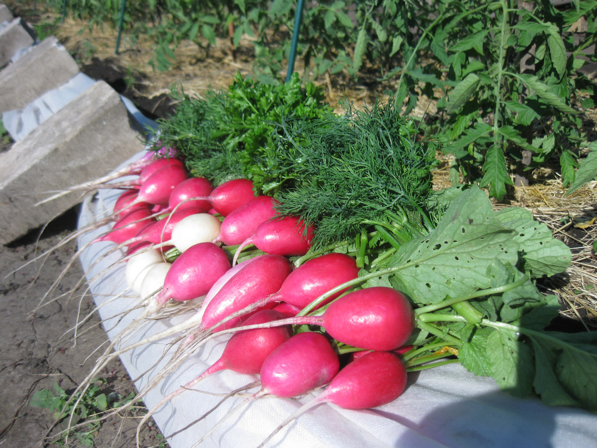 Редиска, фото автора от 28 мая 2025 года