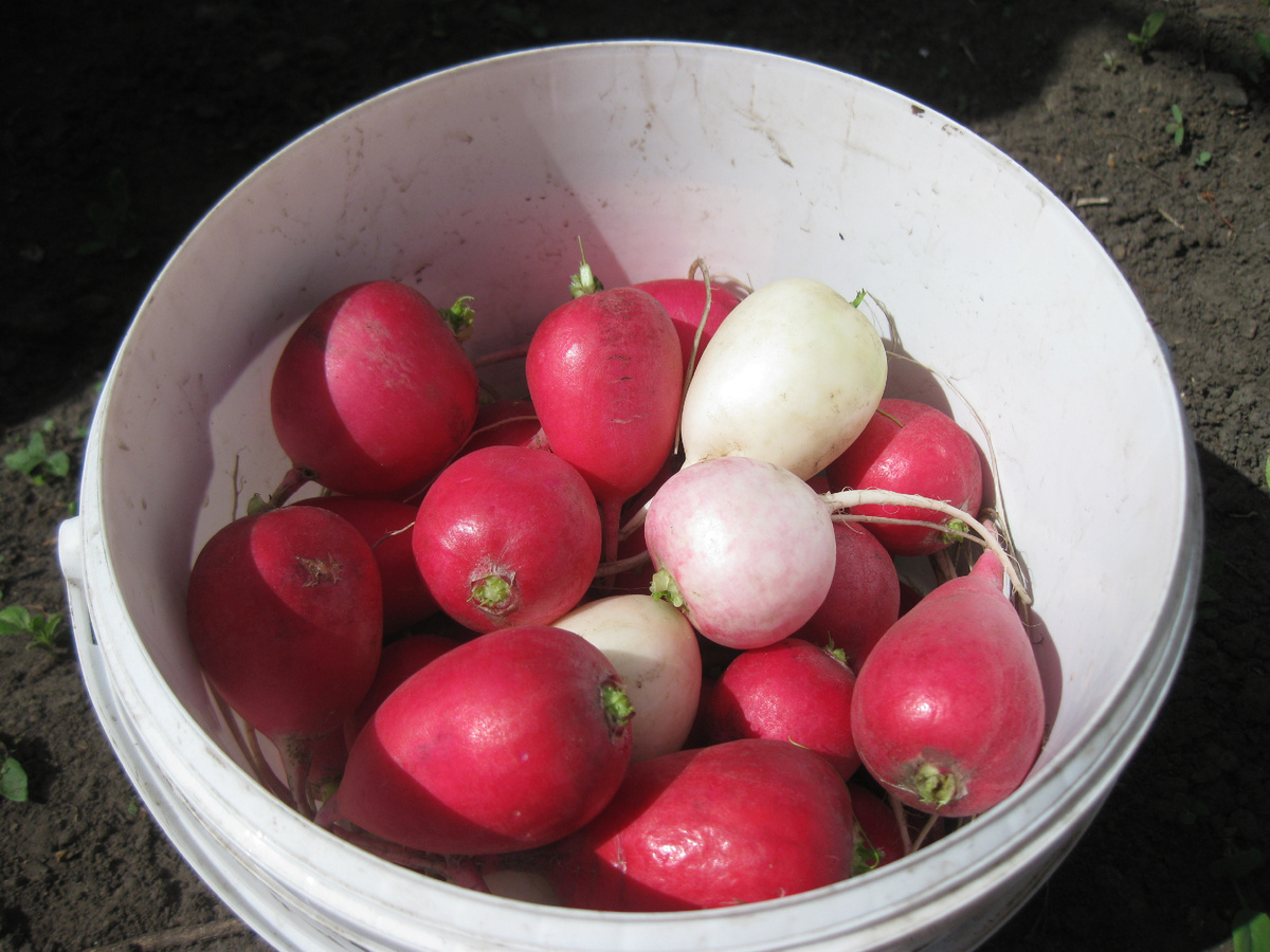 Редиска, фото автора от 29 мая 2025 года