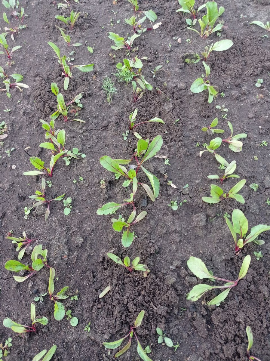 Свекольные рядочки.