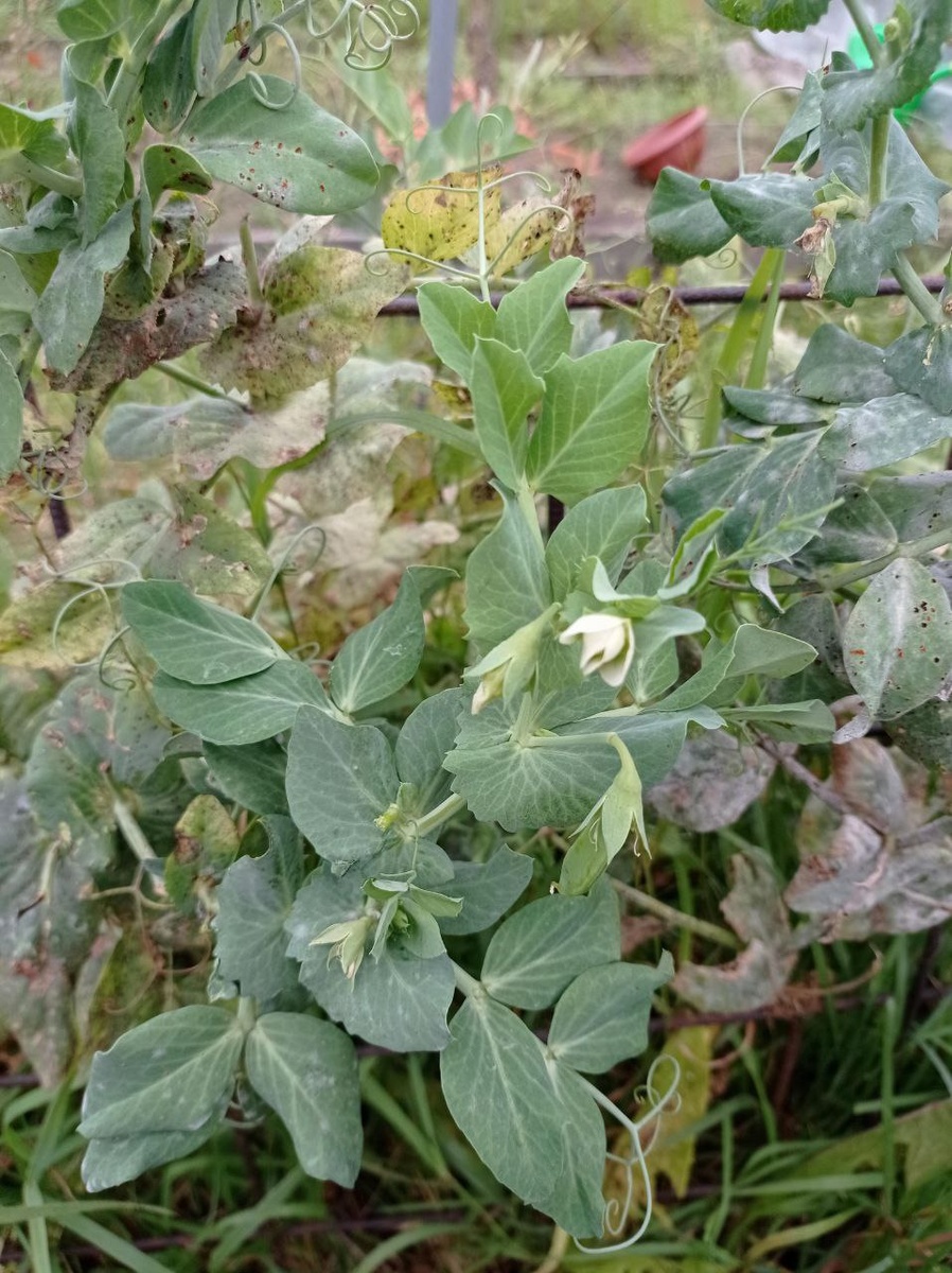 Сентябрь 2023 года. В тот сезон я посадила несколько сортов, и остальные сорта уже ушли в небытие, а этот даже цвёл! 