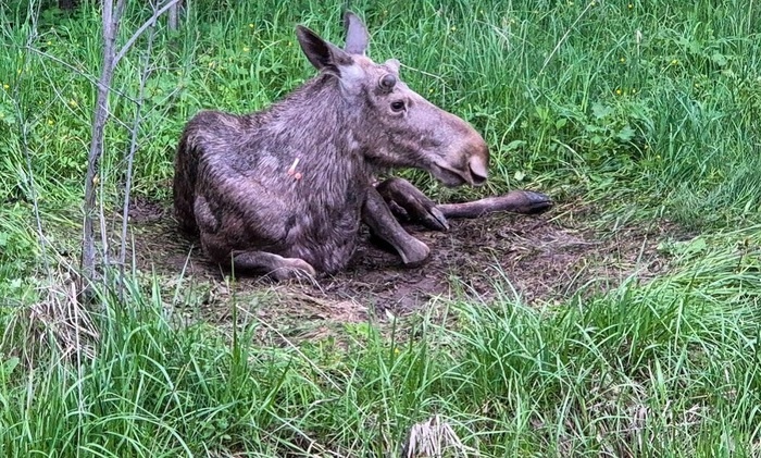    Почему не спасли лосенка Илюшу?