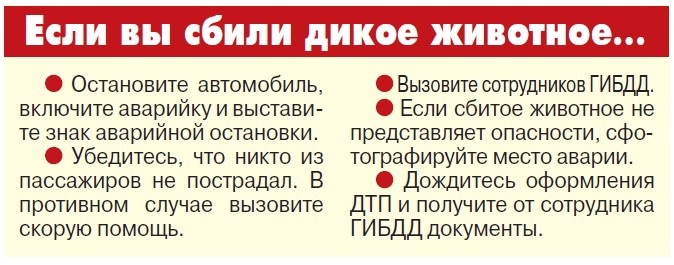    Почему не спасли лосенка Илюшу?