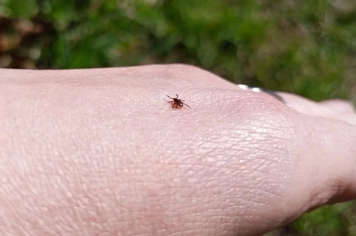    В Ярославской области в 1,5 раза увеличилась активность клещей