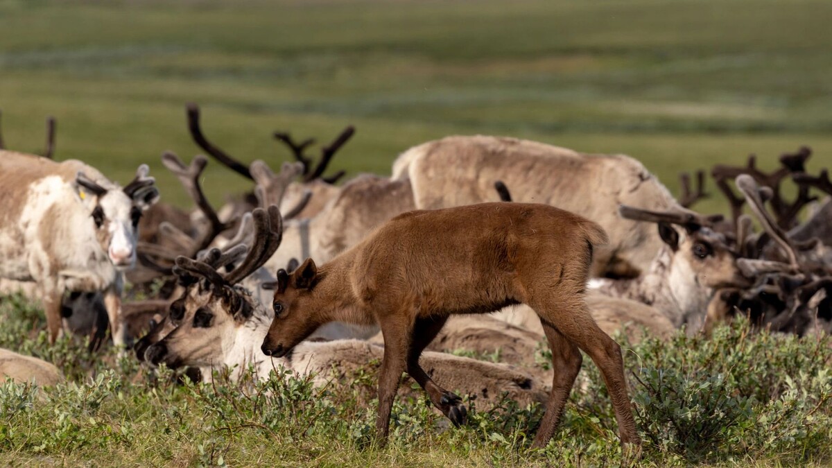    Фото: Андрей Ткачев/«Ямал-Медиа»
