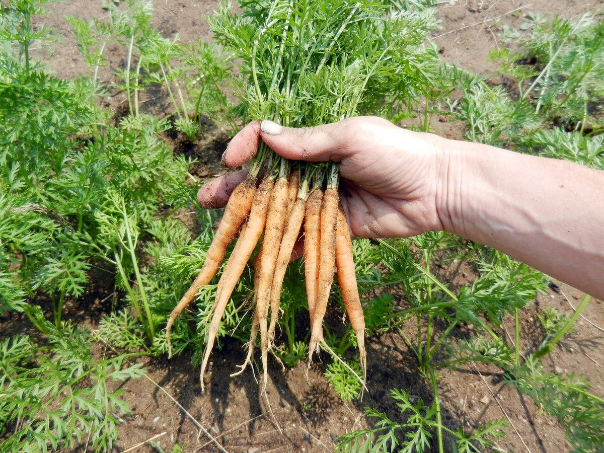 От мелких "карандашиков" к крупным корнеплодам. Когда и как прореживать морковь.