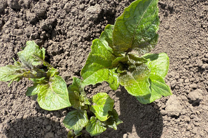    Картофель в Ордынском пережил стресс, но сохранился. Фото Шакира Сулейманова