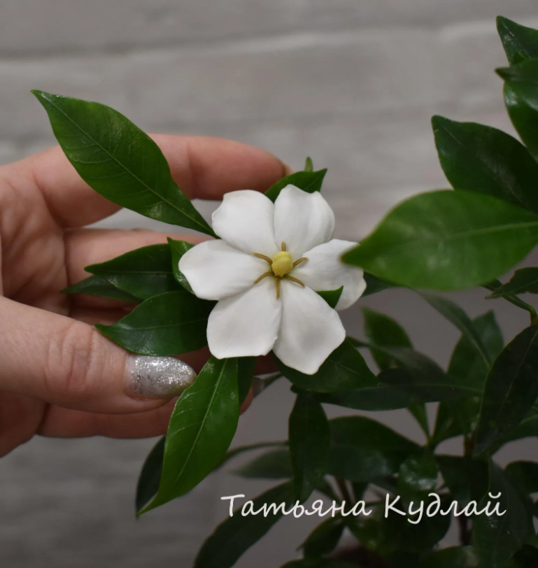 Гардения свит херт