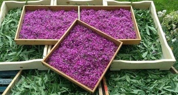 Фото из Pinterest Ферментация листьев и цветков кипрея.