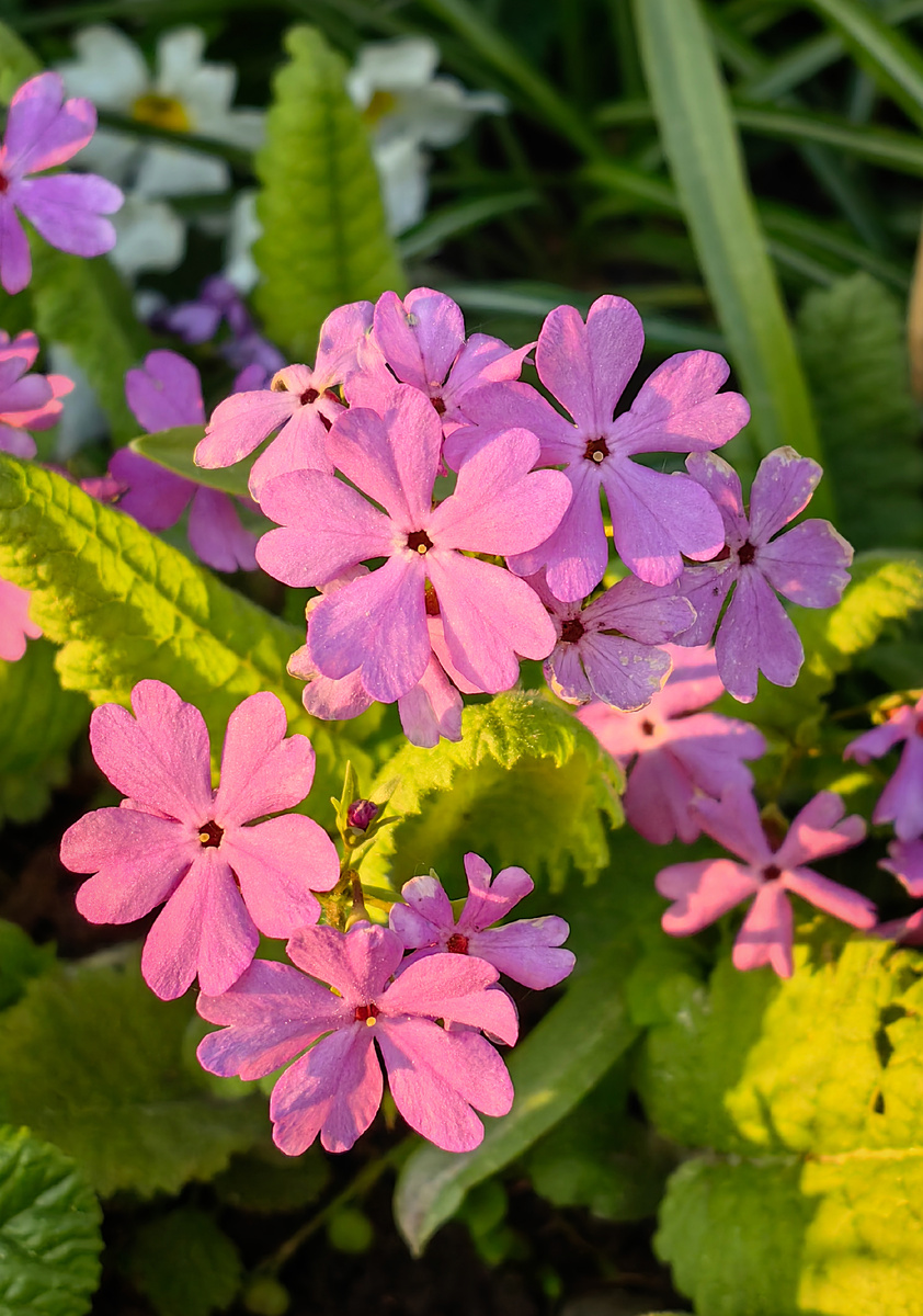 Примула кортузовидная розовая