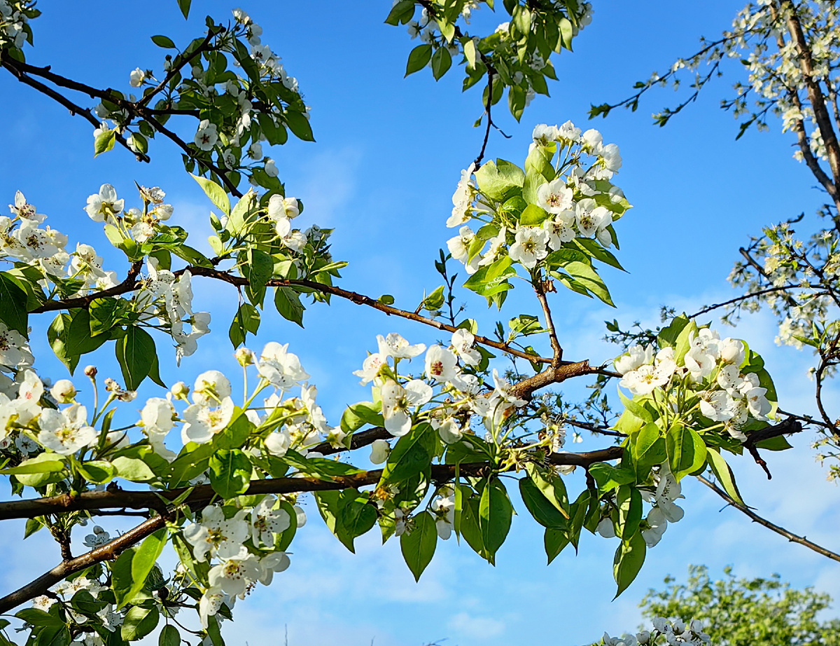 Груша стоит вся в цвету