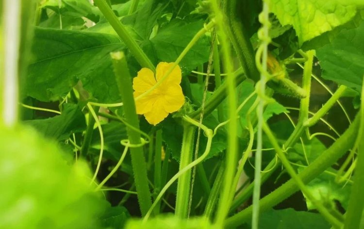    Компосты могут повысить устойчивость тепличных культур к болезням и вредителям