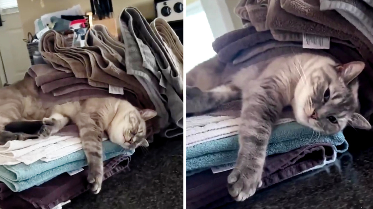 Что смотришь – неси свежую партию