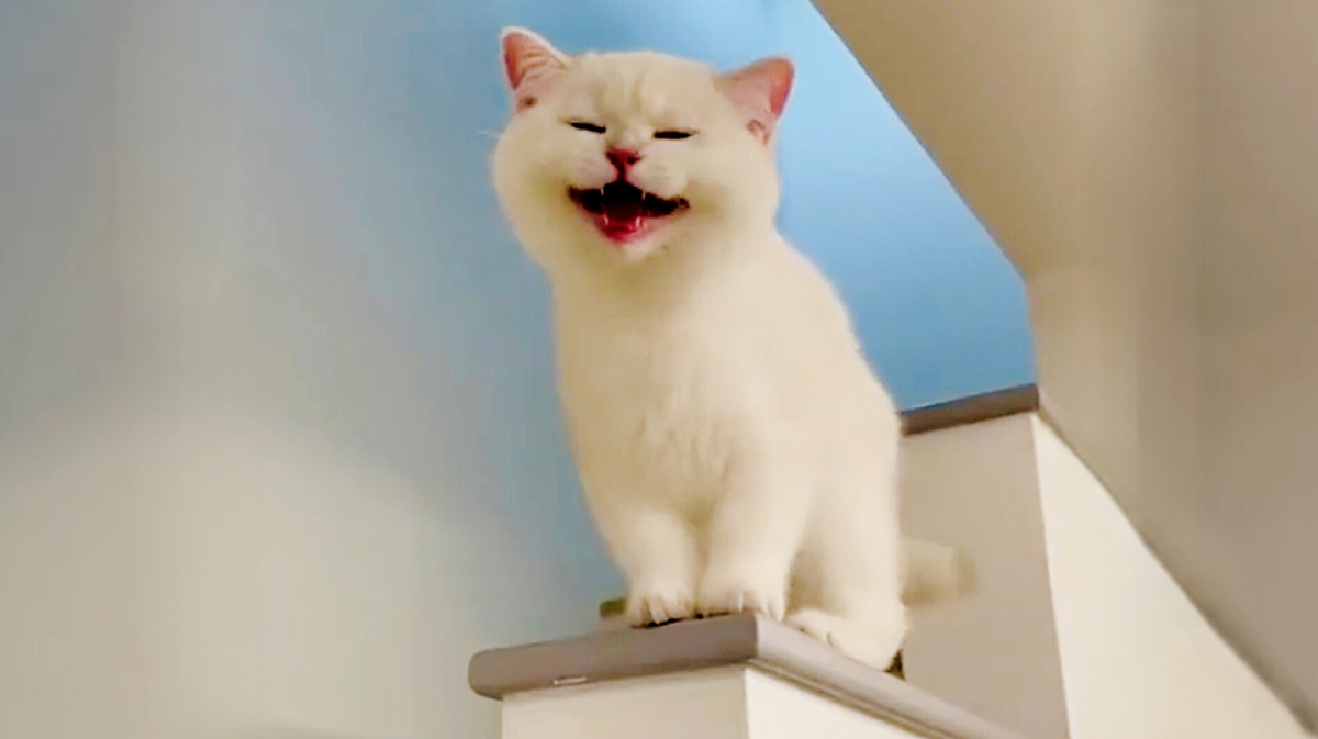 А здоровоя  тебя уделал?