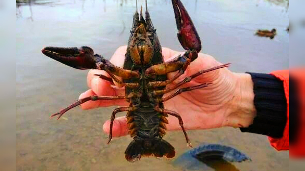 Где я ловил раков в Челябинской области — рассказываю по-человечески