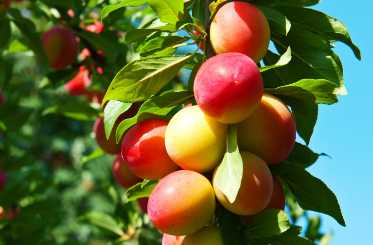 Поливайте деревья так, и уход за садом намного  упростится