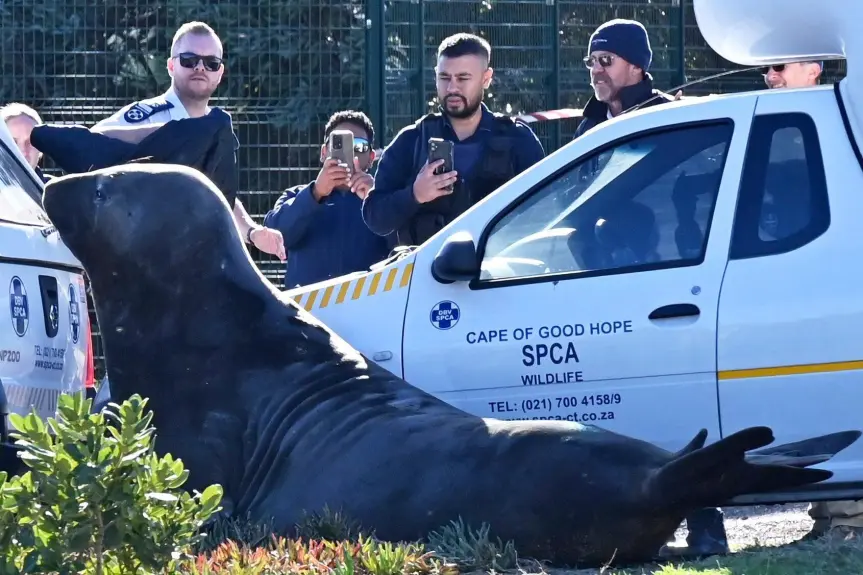 Члены Общества по предотвращению жестокого обращения с животными (SPCA) наблюдают за морским слоном, загнанным в угол на улице в Гордонс-Бэй, недалеко от Кейптауна, Южная Африка, вторник, 27 мая.