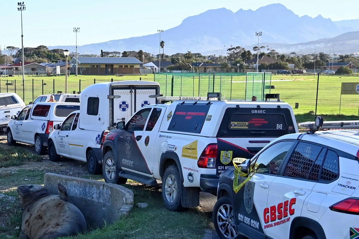 Тюлень-слон, пробравшийся в жилой район в заливе Гордонс, недалеко от Кейптауна, Южная Африка, вторник, 27 мая 2025 года. (AP Photo)