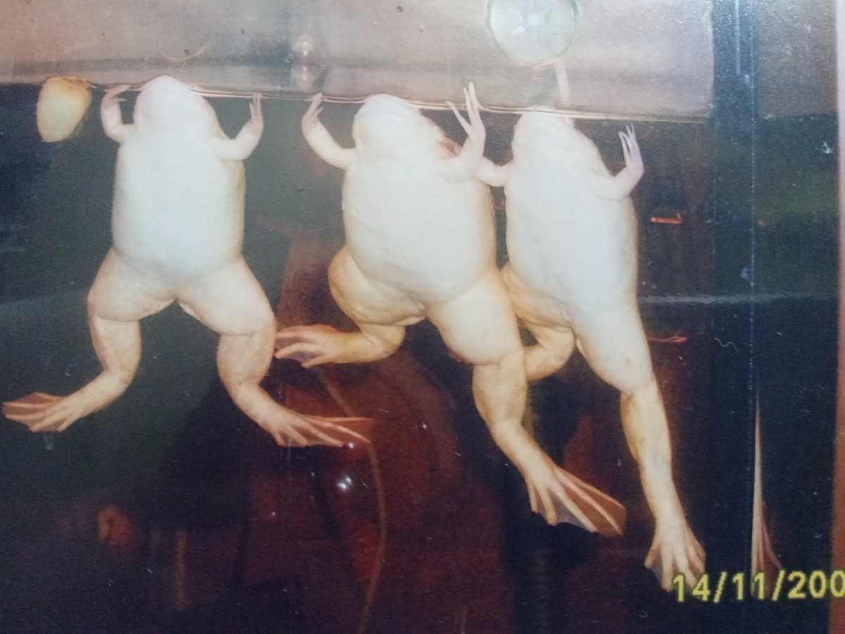 Лягушки шпорцевые у меня завелись уже во взрослой жизни. И удивительно, но маму от них не тошнило и тётя приходила к нам и была здоровёхонька. 