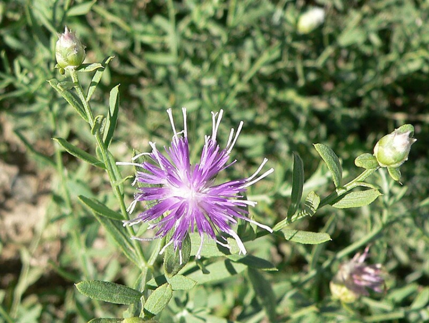 Горчак. Фото - Викимедия, CC BY-SA 3.0