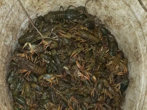    Фото: УТ МВД по СКФО Веселовские вести