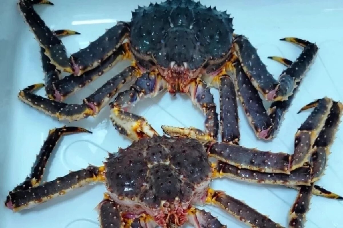    В добытых на Камчатке крабах обнаружили превышение нормы мышьяка