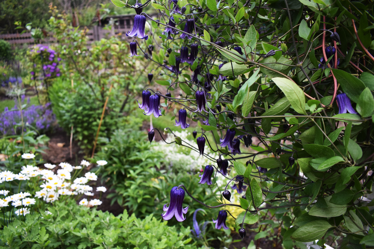 "Роогучи". На мой взгляд, он нуждается в светлом партнере.
