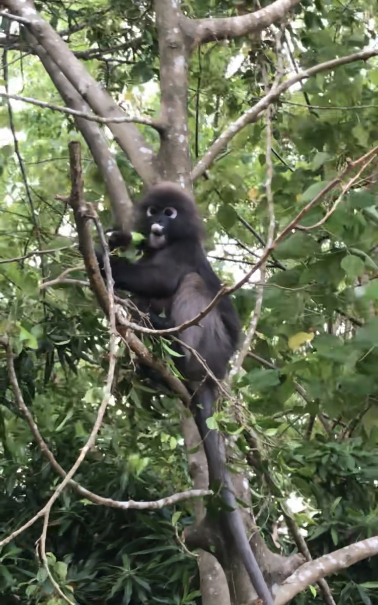 Лангур наконец-то найден 🤣
