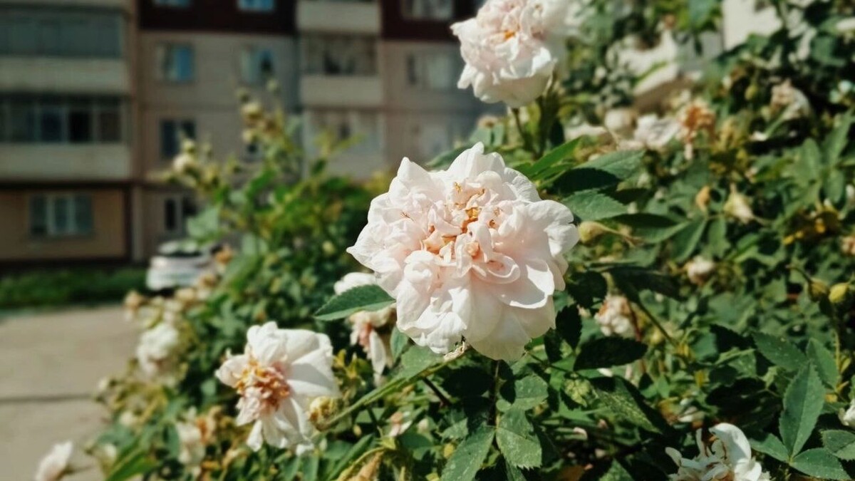     Источник: prmira.ru