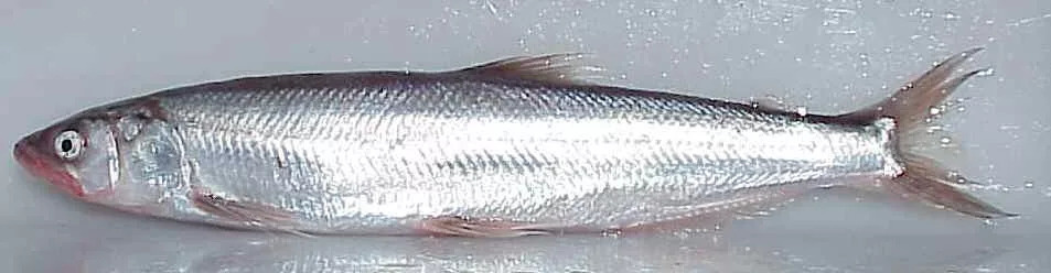 Так выглядит один из лососей, которого называют свечой.