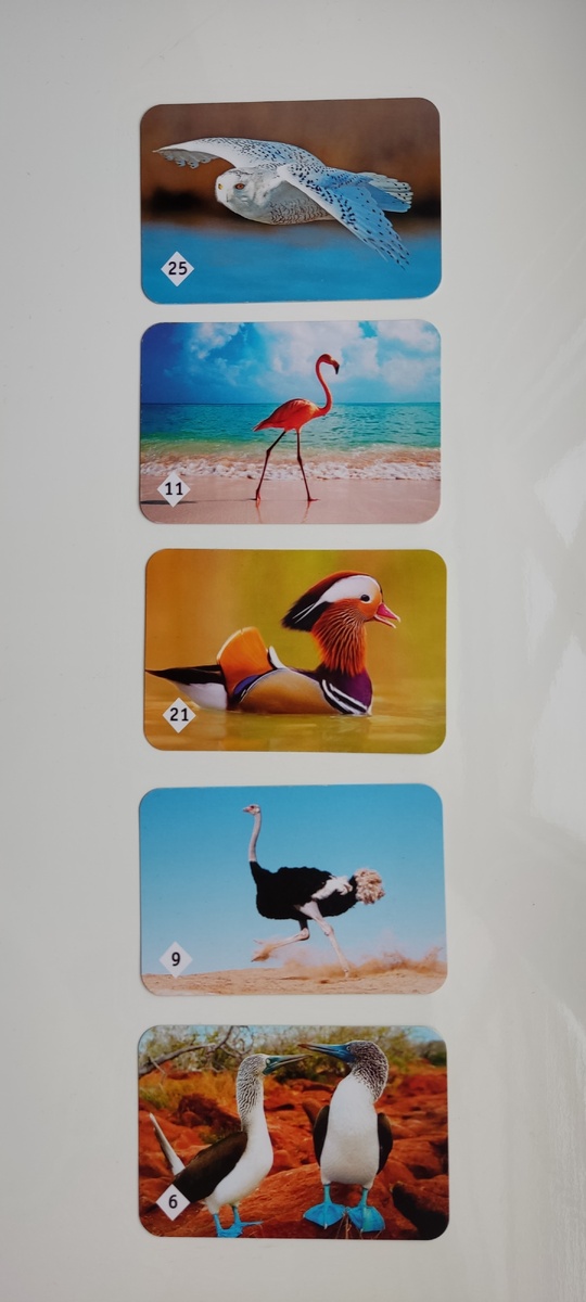 Ряд из карточек МЕМО 