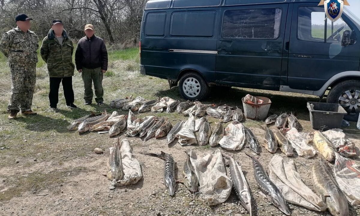    Фото t.me/kubansledcom