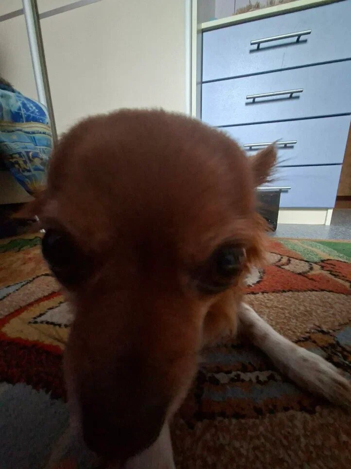 Чихуахуа Крисс.