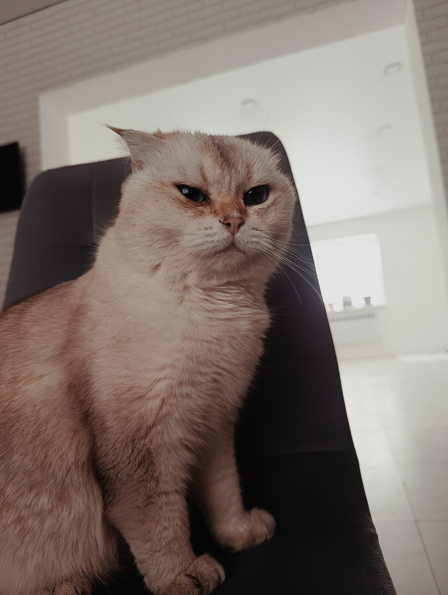 Кошка, мягко говоря, не согласна делить иммущество с новым четвероногим другом