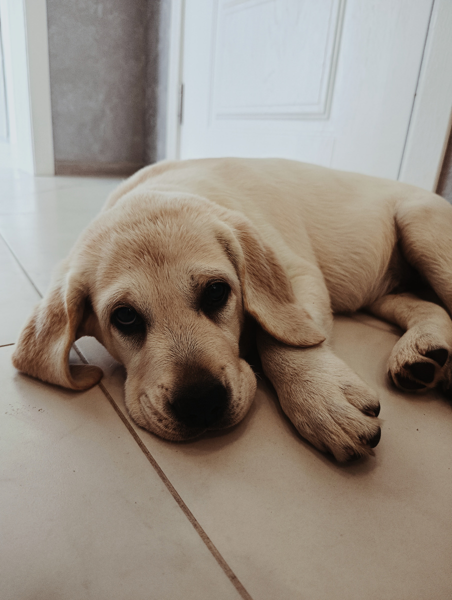 Такой маленький, но наполненный позитивом щенок Томми