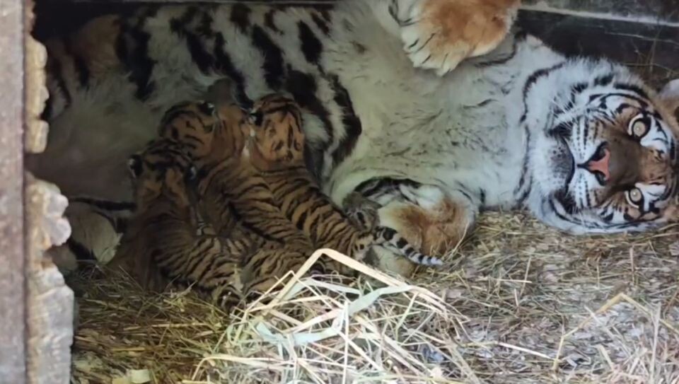    Полосатое пополнение. Источник: t.me/zoo22ru