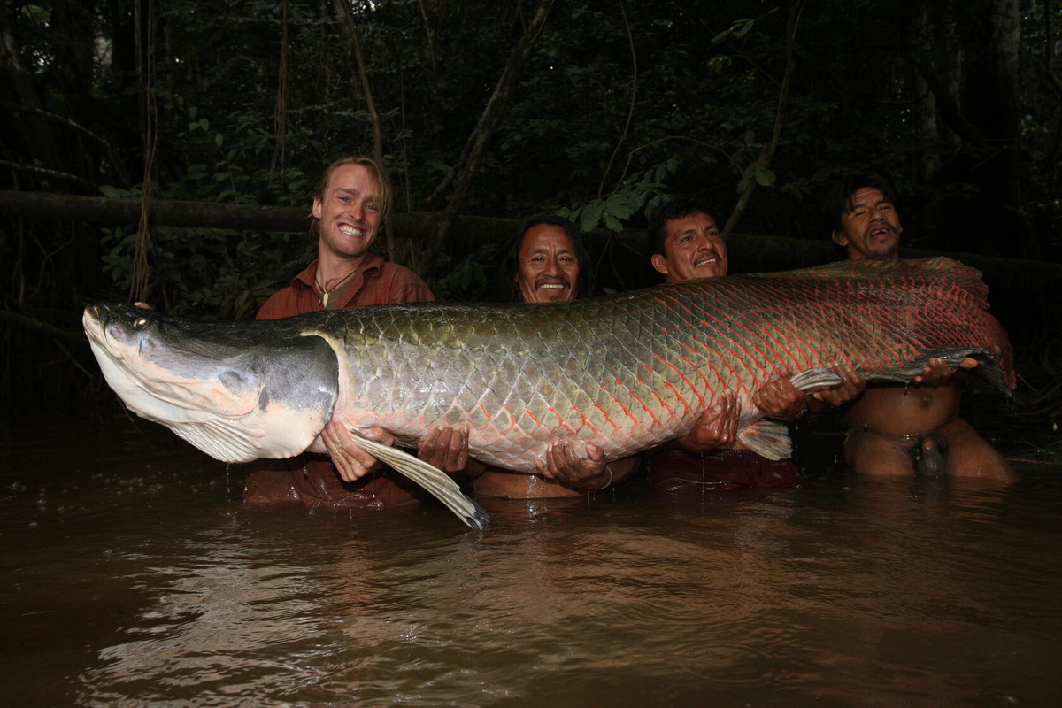 Арапаима может похвастать своими размерами, веом.