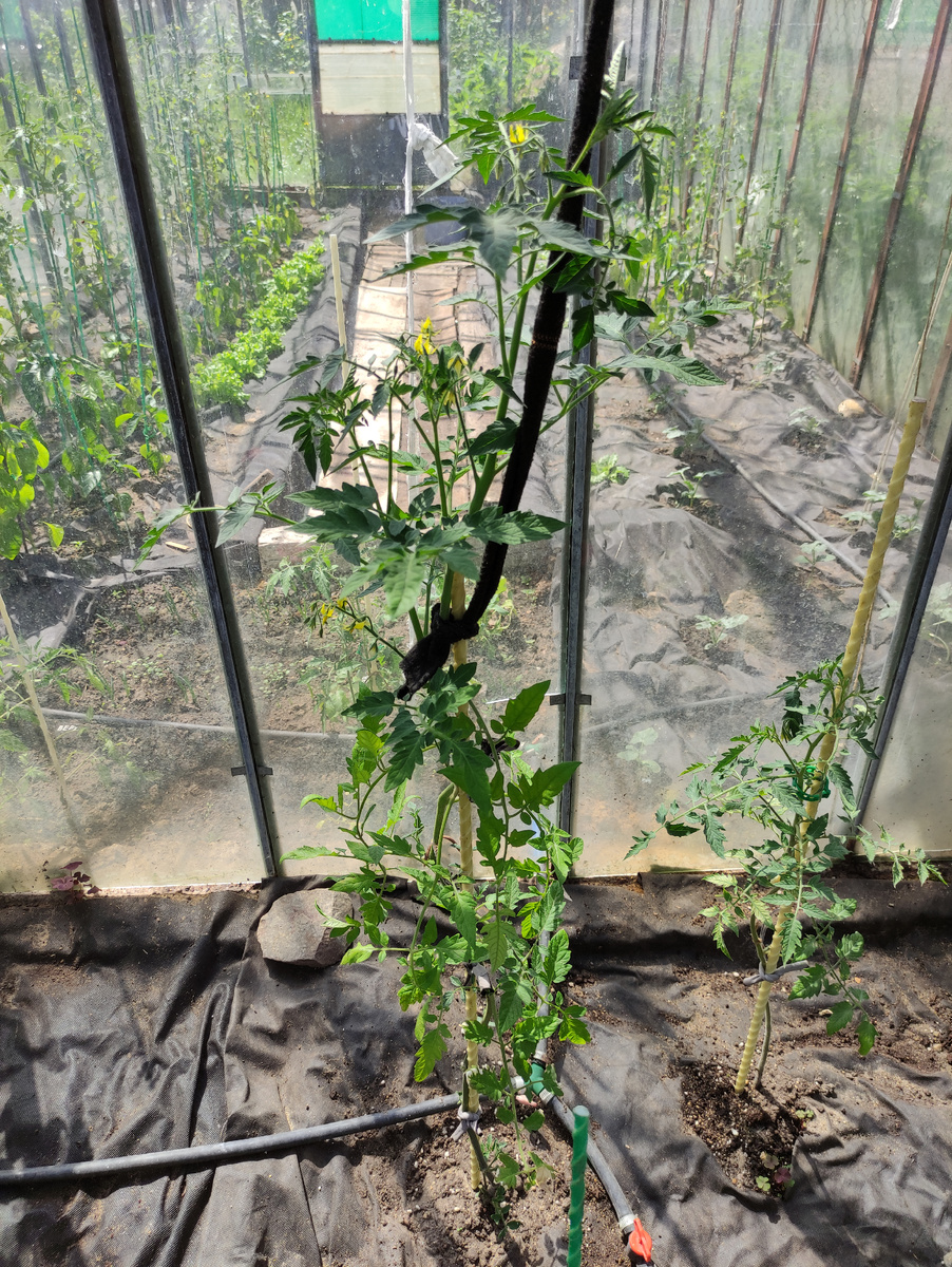 АннаИса слева и Органза справа 29 мая